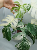 Monstera Variegata (zum aussuchen)