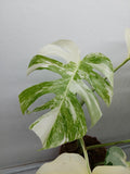 Monstera Variegata (zum aussuchen)