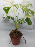 Monstera Variegata (zum aussuchen)