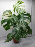 Monstera Variegata (zum aussuchen)