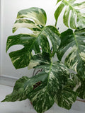 Monstera Variegata (zum aussuchen)