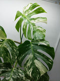 Monstera Variegata (zum aussuchen)