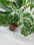 Monstera Variegata (zum aussuchen)