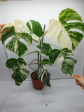 Monstera Variegata (zum aussuchen)