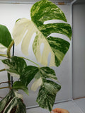 Monstera Variegata (zum aussuchen)