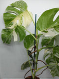 Monstera Variegata (zum aussuchen)