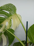 Monstera Variegata (zum aussuchen)