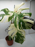 Monstera Variegata (zum aussuchen)