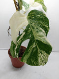 Monstera Variegata (zum aussuchen)