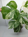 Monstera Variegata (zum aussuchen)