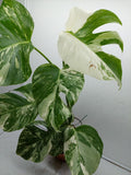 Monstera Variegata (zum aussuchen)