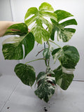 Monstera Variegata (zum aussuchen)