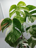 Monstera Variegata (zum aussuchen)