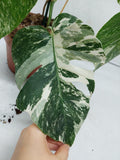 Monstera Variegata (zum aussuchen)