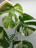 Monstera Variegata (zum aussuchen)