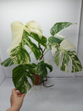 Monstera Variegata (zum aussuchen)