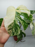 Monstera Variegata (zum aussuchen)