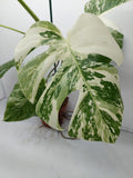 Monstera Variegata (zum aussuchen)