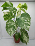 Monstera Variegata (zum aussuchen)