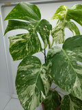 Monstera Variegata (zum aussuchen)