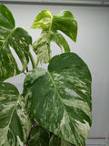 Monstera Variegata (zum aussuchen)