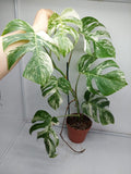 Monstera Variegata (zum aussuchen)