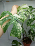 Monstera Variegata (zum aussuchen)