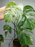 Monstera Variegata (zum aussuchen)