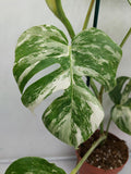 Monstera Variegata (zum aussuchen)