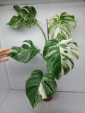 Monstera Variegata (zum aussuchen)