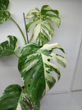 Monstera Variegata (zum aussuchen)