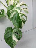 Monstera Variegata (zum aussuchen)