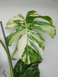 Monstera Variegata (zum aussuchen)