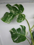 Monstera Variegata (zum aussuchen)