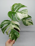 Monstera Variegata (zum aussuchen)