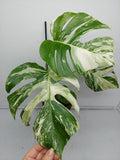 Monstera Variegata (zum aussuchen)