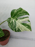 Monstera Variegata (zum aussuchen)