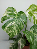 Monstera Variegata (zum aussuchen)