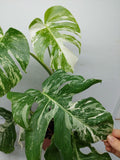 Monstera Variegata (zum aussuchen)