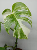 Monstera Variegata (zum aussuchen)