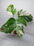 Monstera Variegata (zum aussuchen) weniger weiß