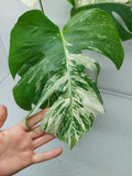 Monstera Variegata (zum aussuchen) weniger weiß