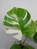 Monstera Variegata (zum aussuchen) weniger weiß