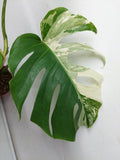 Monstera Variegata (zum aussuchen) weniger weiß