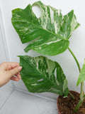 Monstera Variegata (zum aussuchen) weniger weiß