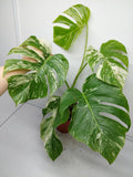 Monstera Variegata (zum aussuchen) weniger weiß