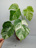 Monstera Variegata (zum aussuchen) weniger weiß