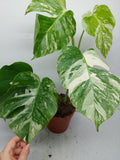 Monstera Variegata (zum aussuchen) weniger weiß