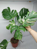 Monstera Variegata (zum aussuchen) weniger weiß