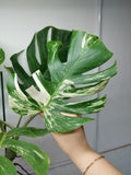 Monstera Variegata (zum aussuchen) weniger weiß